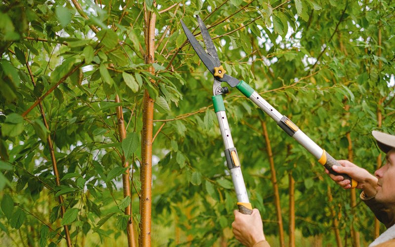 Tree trimming in Ryder, ND