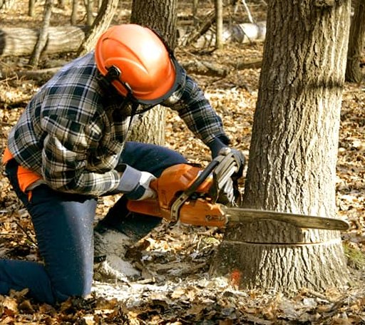Tree Removal in Ryder, ND